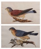 ENGLISH SCHOOL (18TH/19TH CENTURY) "The Kestrel" and "The Merlin" pair of watercolours 21 x 35cms