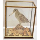 Taxidermy woodcock in a glazed case, 29cm wide