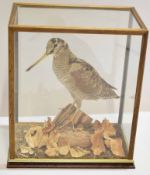 Taxidermy woodcock in a glazed case, 29cm wide