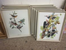 GROUP OF TEN WHITE FRAMED ORNITHOLOGICAL PRINTS