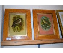 SET OF FOUR MAPLE FRAMED ORNITHOLOGICAL PRINTS