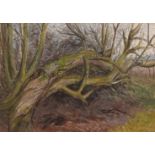 AR NOEL SPENCER (1900-1986) " Fallen Bough" tempera, signed lower right 25 x 37cms