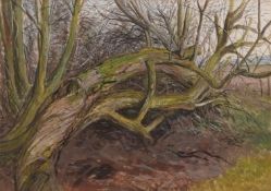 AR NOEL SPENCER (1900-1986) " Fallen Bough" tempera, signed lower right 25 x 37cms