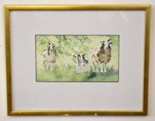 Sally Maltby, signed watercolour, Sheep, 13 x 23cm