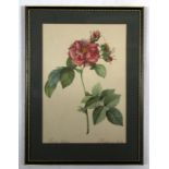 After P Hayter, hand coloured engraving, "Althea", 33 x 26cm, together with six further botanical