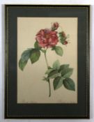 After P Hayter, hand coloured engraving, "Althea", 33 x 26cm, together with six further botanical