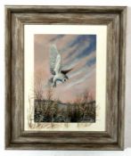 Mark Chester, signed acrylic, "Hunting Barn Owl", 28 x 20cm