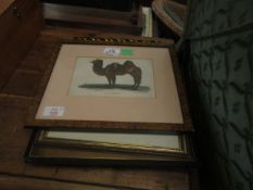 19TH CENTURY HAND COLOURED ENGRAVING, "CAMEL", TOGETHER WITH SEVEN FURTHER ASSORTED PRINTS BY