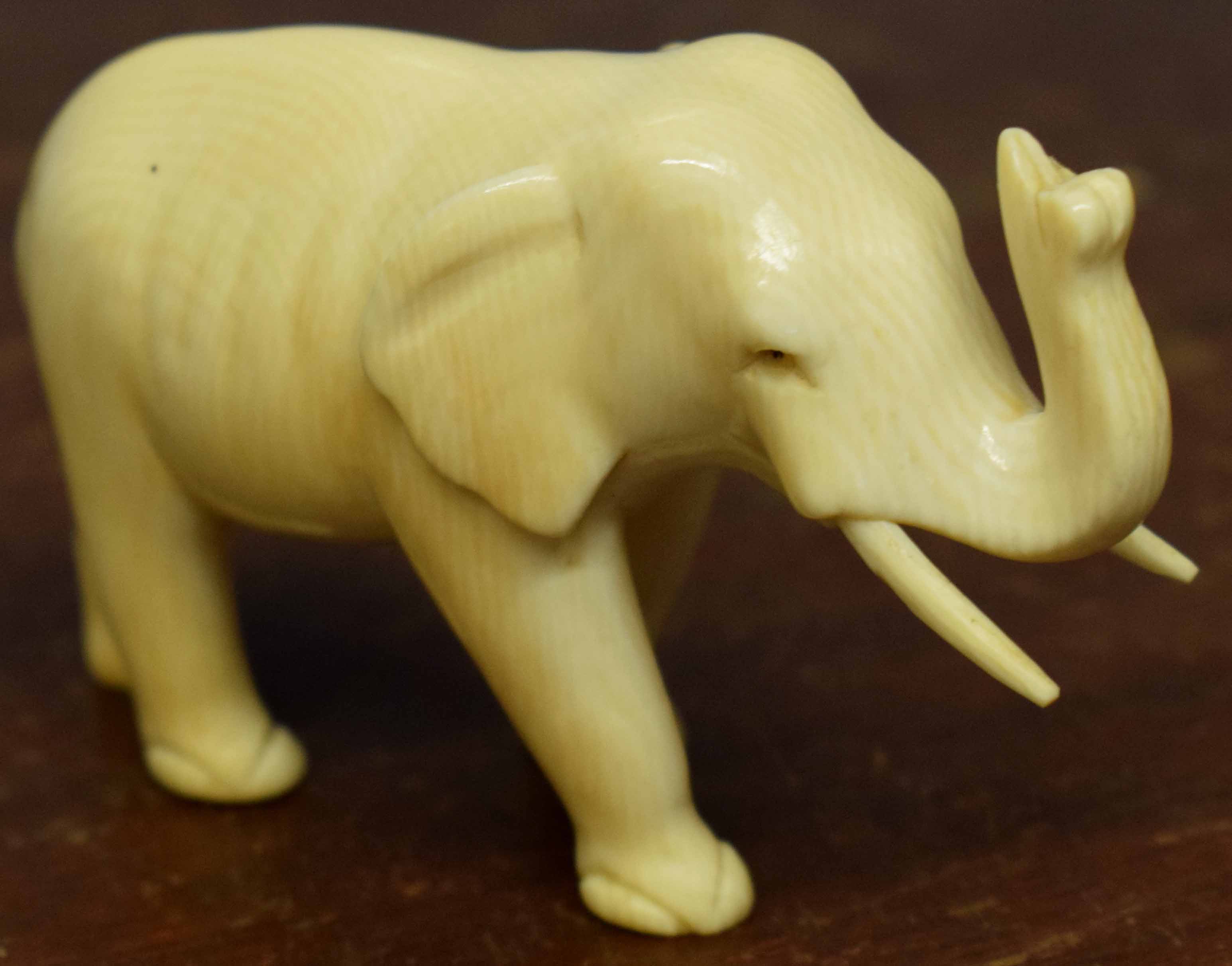 Early 20th century ivory model of an elephant with raised tusk, 7cm long