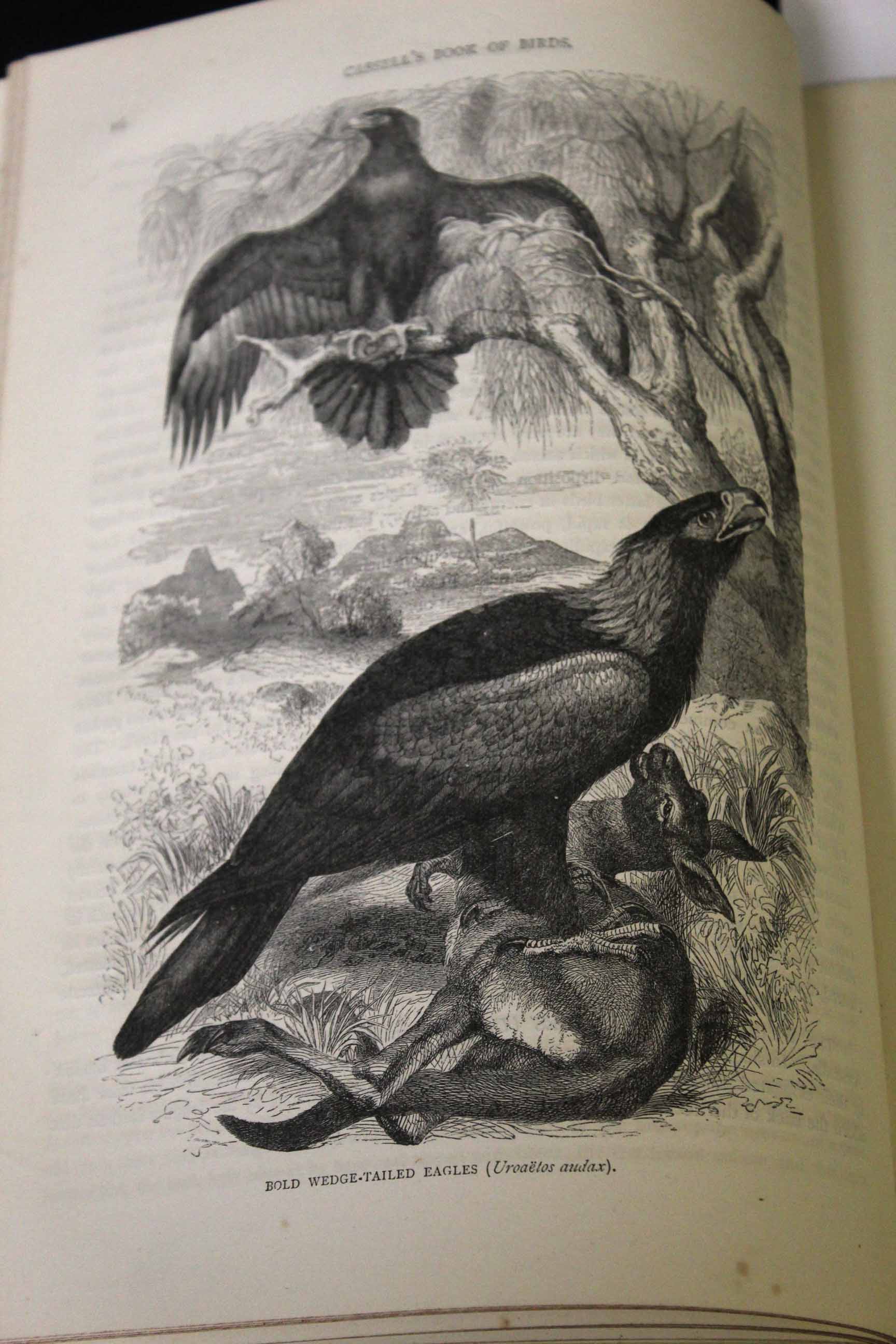 THOMAS RYMER JONES: CASSELL'S BOOK OF BIRDS FROM THE TEXT OF DR BREHM, London, Cassell Petter & - Image 2 of 3