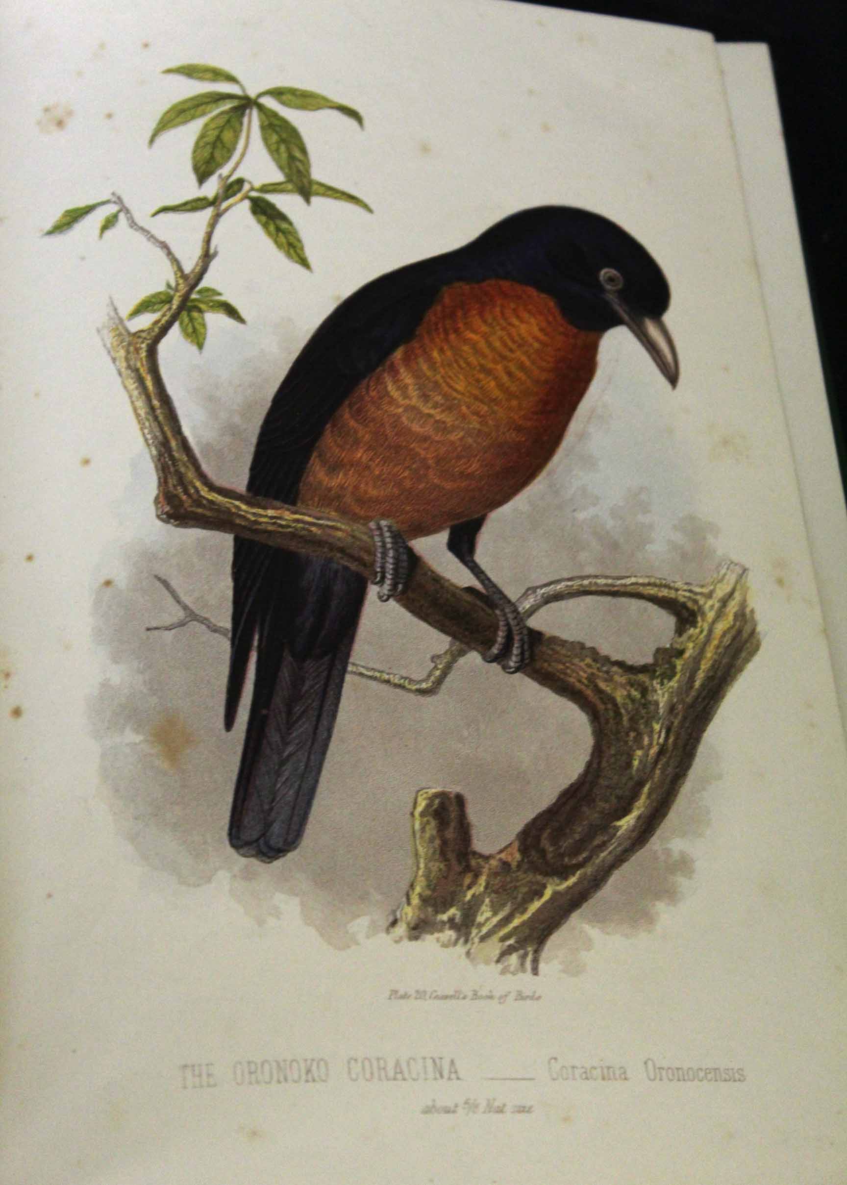 THOMAS RYMER JONES: CASSELL'S BOOK OF BIRDS FROM THE TEXT OF DR BREHM, London, Cassell Petter & - Image 3 of 3