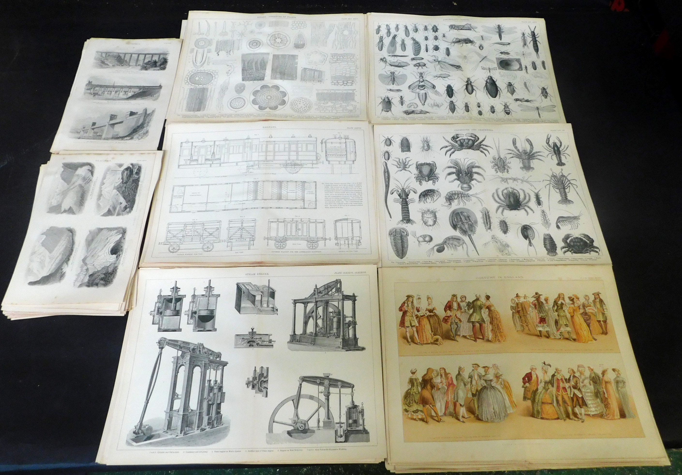 Approx 134 assorted engravings circa mid to late 19th century including botany - structure of