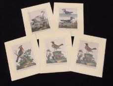 After G Edwards, engraved by J Pass, Bird Studies, group of 5 hand coloured engravings, published