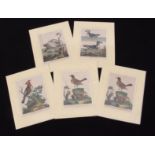 After G Edwards, engraved by J Pass, Bird Studies, group of 5 hand coloured engravings, published