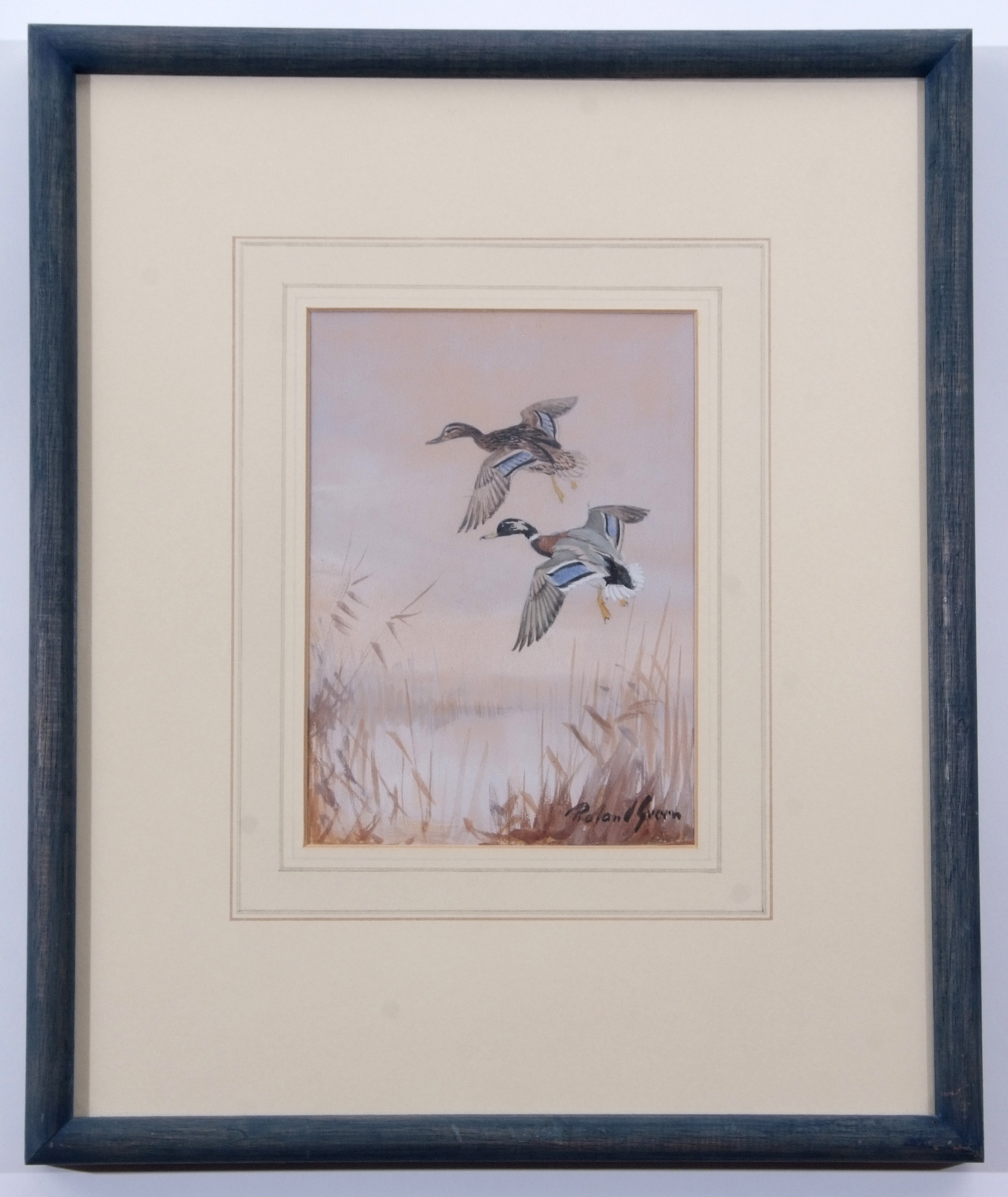 AR Roland Green (1896-1972), Mallard alighting, watercolour and gouache, signed lower right, 16 x - Image 2 of 2