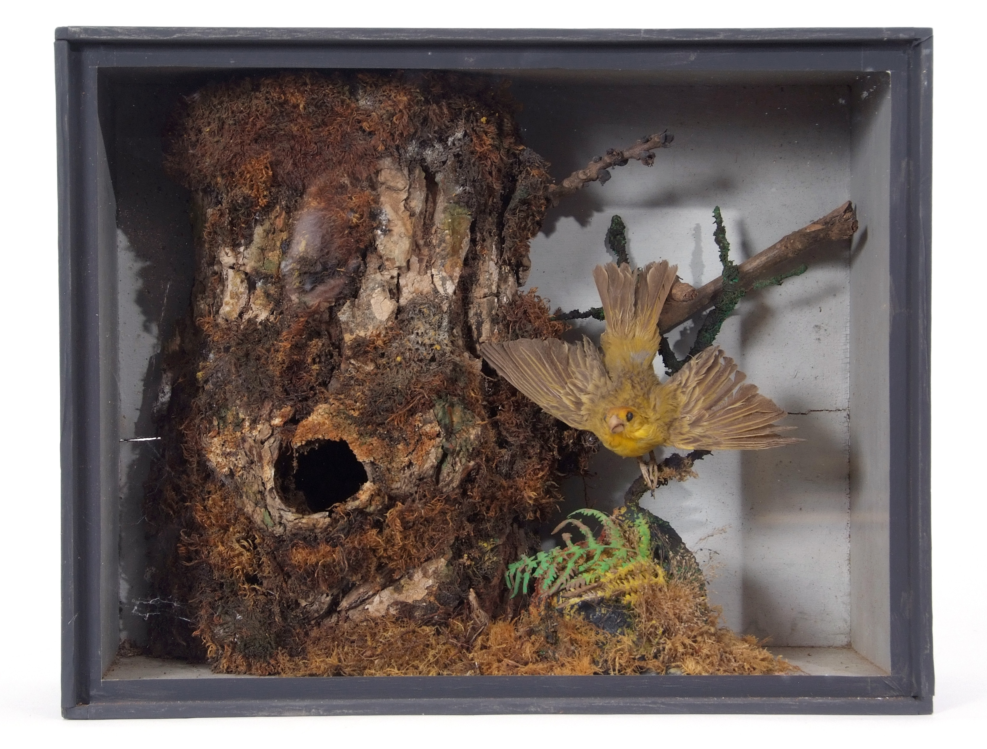 Taxidermy Cased Serin in naturalistic setting, 29 x 37cm