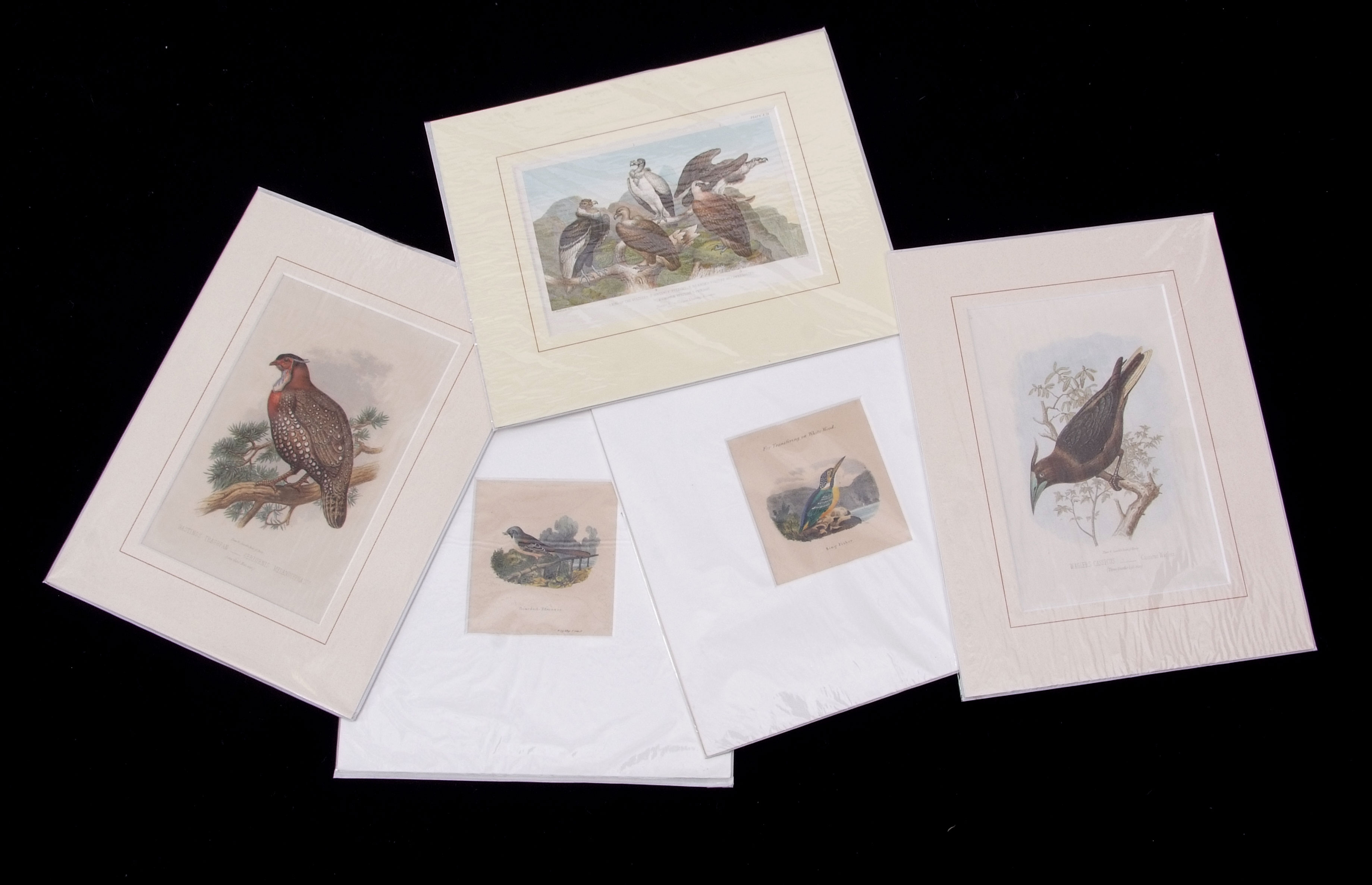 Packet of five antique hand coloured engravings, bird studies assorted sizes, all mounted but