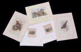 Packet of five antique hand coloured engravings, bird studies assorted sizes, all mounted but