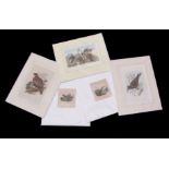 Packet of five antique hand coloured engravings, bird studies assorted sizes, all mounted but