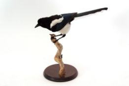 Taxidermy uncased Magpie on naturalistic base