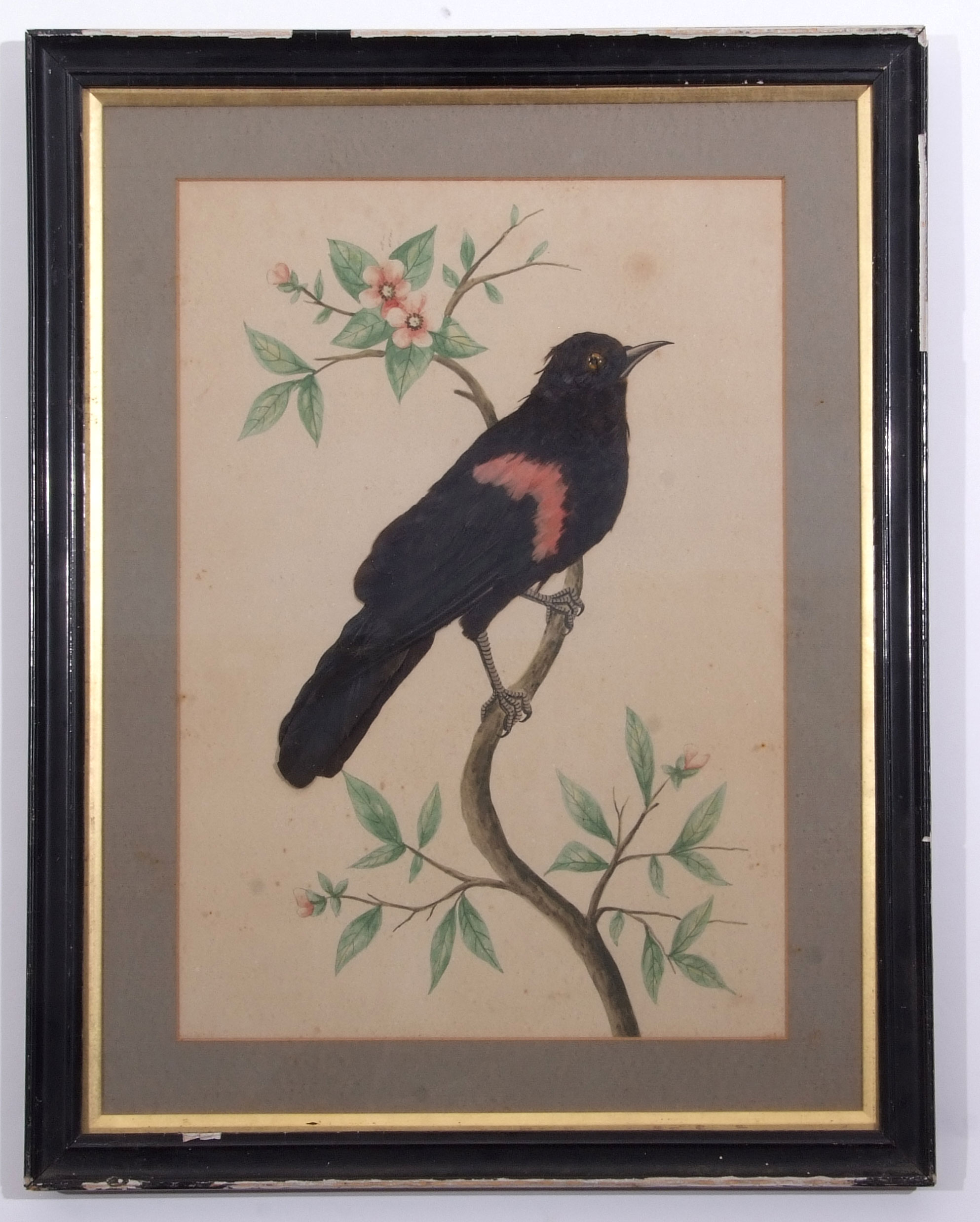 English School (19th Century), Bird Studies, group of 3 watercolour and feather pictures, assorted - Image 2 of 3