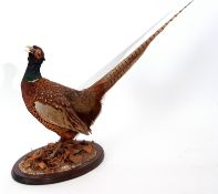 Taxidermy uncased Pheasant on naturalistic base