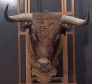 Taxidermy Spanish Bull Head, mounted on a wall hanging wooden shield, with Spanish inscription: "