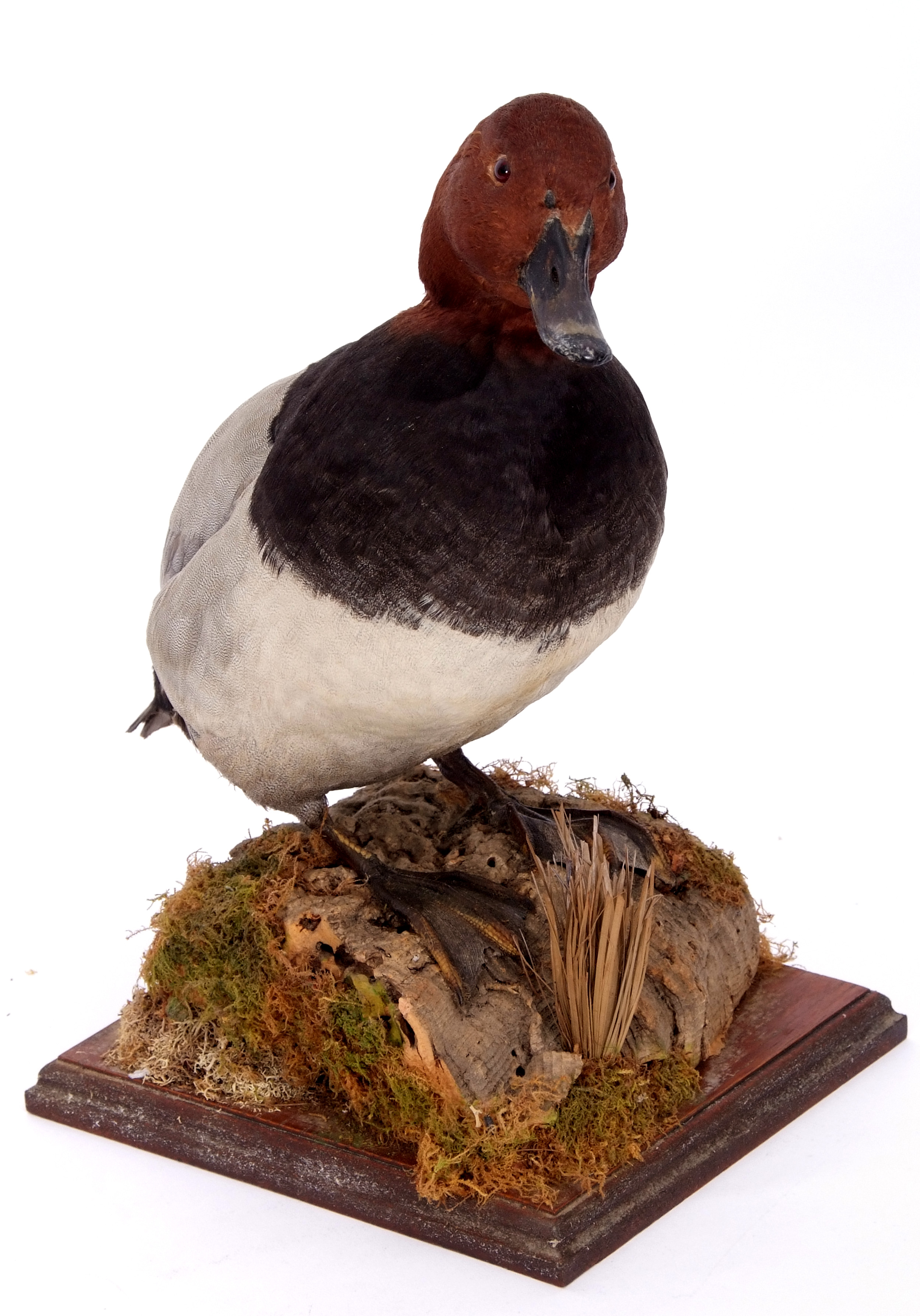 Taxidermy uncased Pochard on naturalistic base - Image 2 of 2