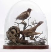 Taxidermy domed pair of Ring Ouzel on naturalistic base, 43cm high