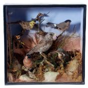 Taxidermy Cased group of garden birds to include Bullfinch, Goldfinch and Kingfisher, in