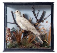 Taxidermy Cased Dove in naturalistic setting by T E Gunn of St Giles Street, Norwich, 33 x 33cm