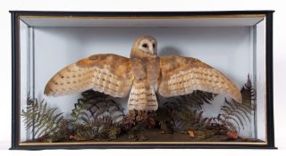 Taxidermy Cased Barn Owl with wings spread in naturalistic setting, 46 x 86cm with Article 10