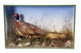 Taxidermy Cased Pheasant in naturalistic setting by James Gardner of Oxford St, London, 54 x 84cm