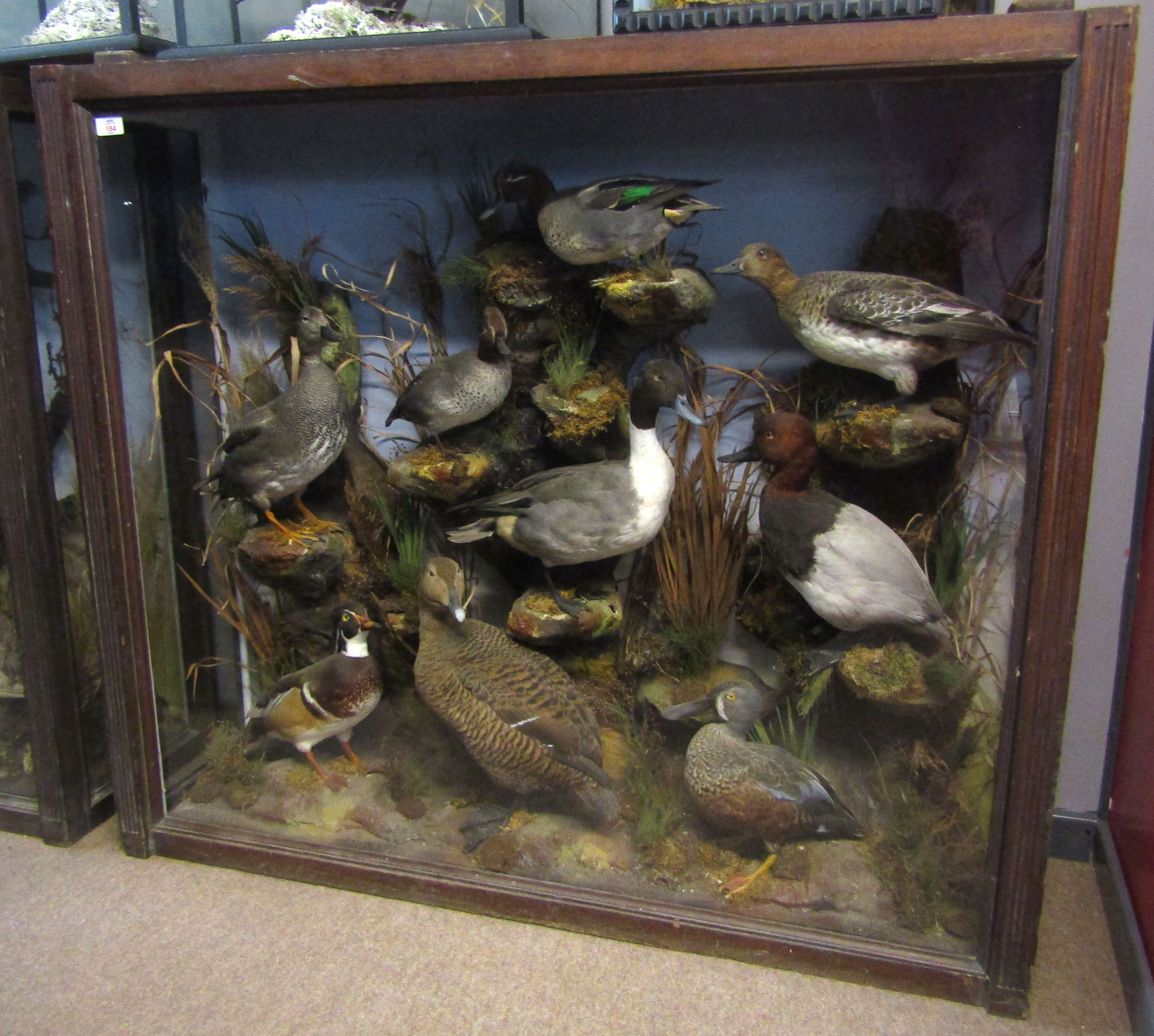 Large Taxidermy Cased group of mixed Ducks, 105 x 121cm
