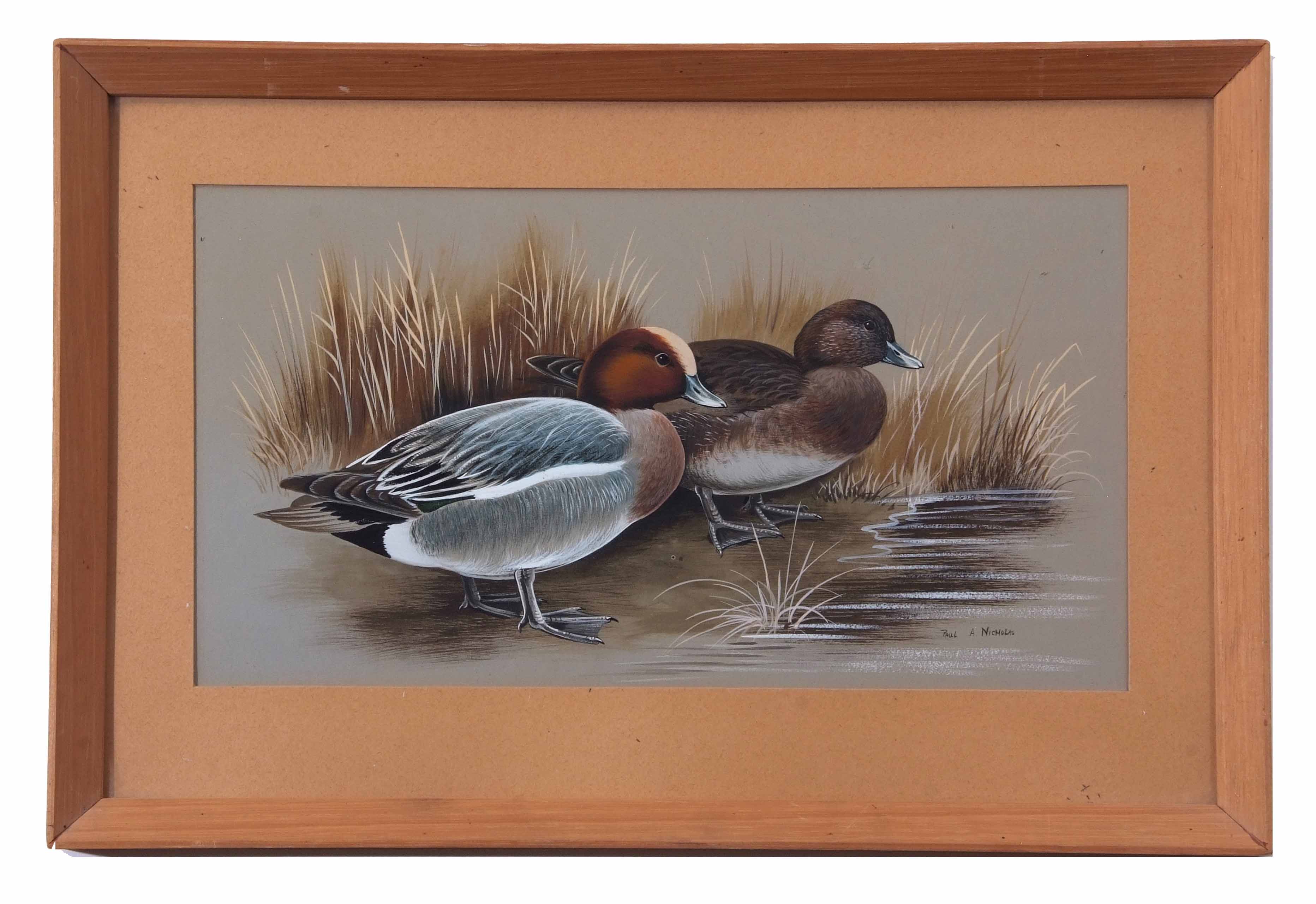 AR Paul A Nicholas (20th century), "Pair of Widgeon", watercolour, signed lower right, 16 x 28cm