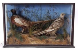 Taxidermy Cased pair of Pheasant in naturalistic setting by W W Mowle of Mere Street, Diss, 50 x