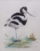 AR Angela Hewitt (Contemporary), Avocet , watercolour, signed lower right , 42 x 33cms