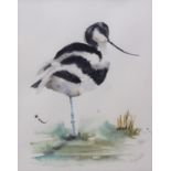 AR Angela Hewitt (Contemporary), Avocet , watercolour, signed lower right , 42 x 33cms