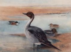 Charles Whymper, RI, (1853-1941) , "Pintail/Teal/Shoveler" watercolour, initialled lower right ,