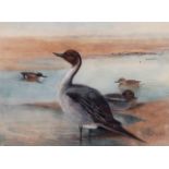 Charles Whymper, RI, (1853-1941) , "Pintail/Teal/Shoveler" watercolour, initialled lower right ,