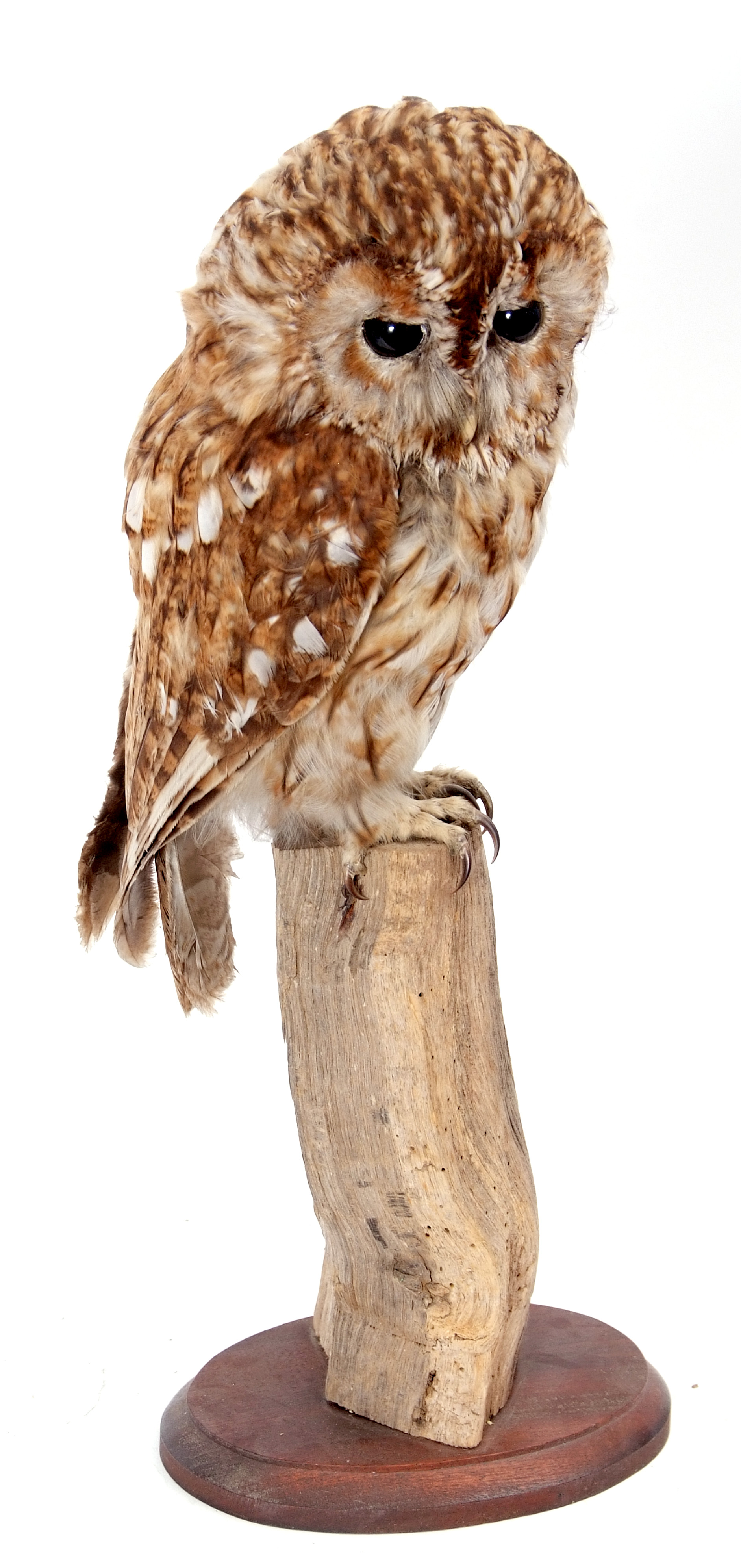 Taxidemy uncased Tawny Owl on wooden stump, 47cm high, sold with Article 10 licence No 574975/02 - Image 2 of 3