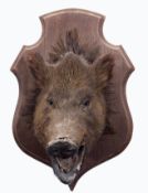 Taxidermy Boar's head mounted on wall hanging wooden shield, shield size 51 x 35cm