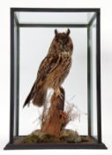 Taxidermy Cased Long Eared Owl on naturalistic base, 55 x 36cm with Article 10 licence No 304724/01
