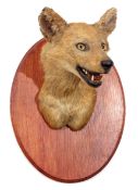 Taxidermy Wild Dog mounted on wall hanging wooden shield