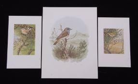 After Richard A Richardson, 'Bluethroat' painted at Blakeney Point Nature Reserve, 'Firecrest'