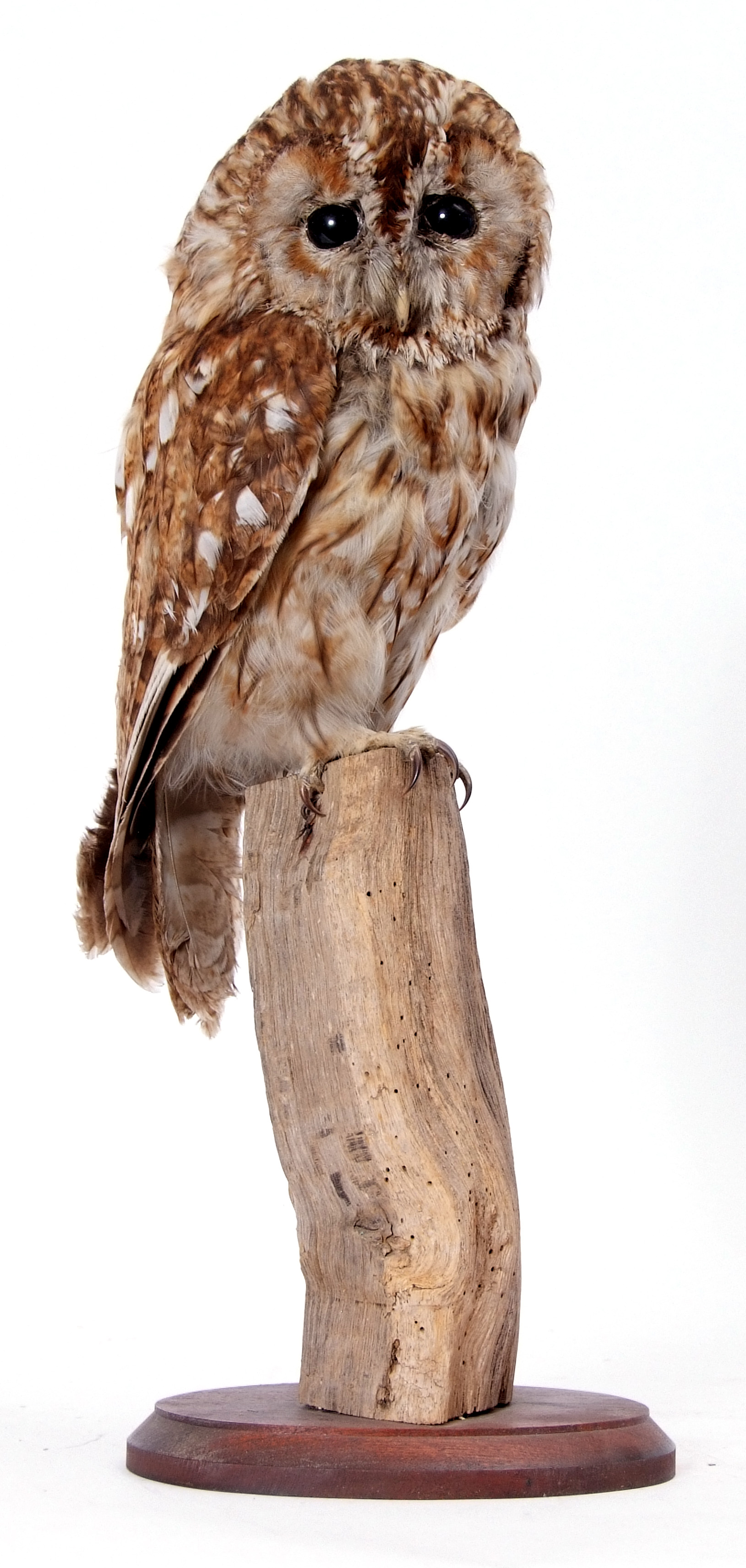 Taxidemy uncased Tawny Owl on wooden stump, 47cm high, sold with Article 10 licence No 574975/02
