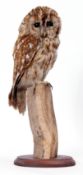 Taxidemy uncased Tawny Owl on wooden stump, 47cm high, sold with Article 10 licence No 574975/02