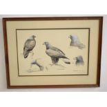 AR Richard Robjent (Born 1937), Golden Eagle, monotone watercolour, signed and dated 1982 lower