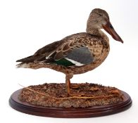 Taxidermy uncased English Partridge on naturalistic base