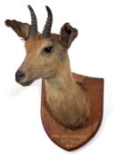 Taxidermy Reed Buck head, mounted on wall hanging wooden shield, inscribed "Shan Lers Reed Buck,